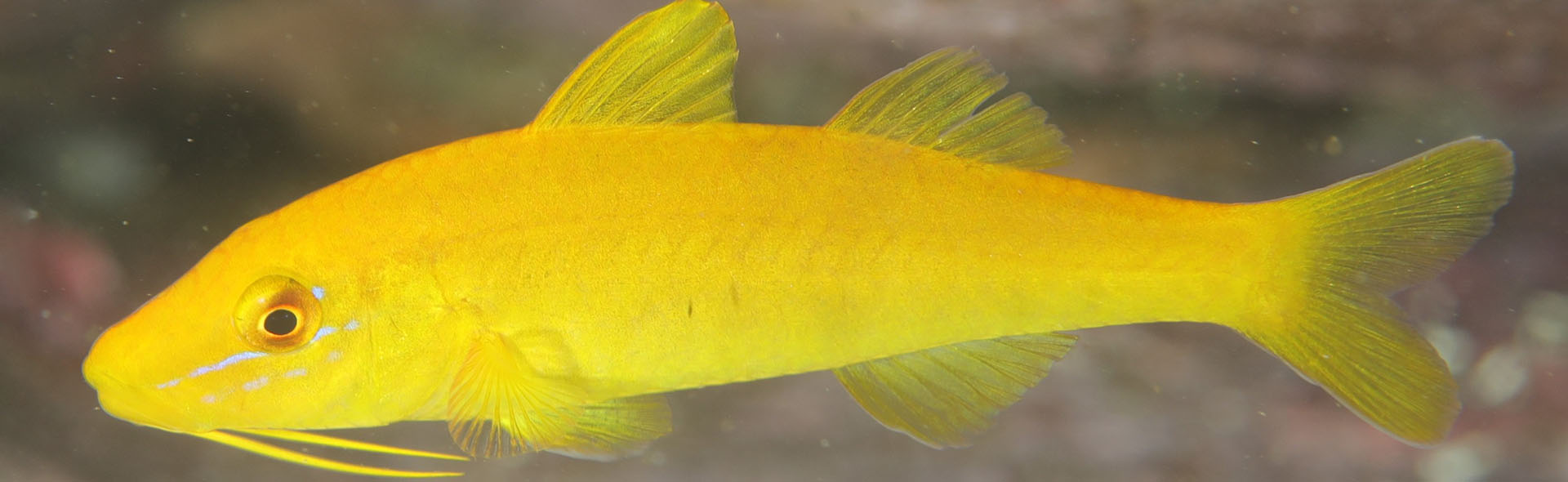 the-goldsaddle-goatfish